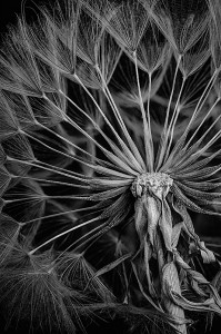 Milkweed Seed Head in B&W