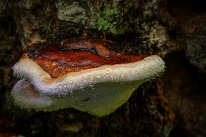 Tree Growing Mushroom