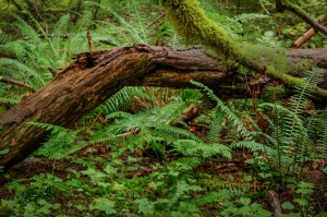 Downed Tree