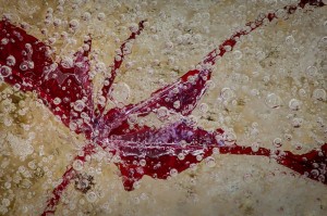 Leaf In Frozen  Birdbath 2