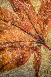 Leaf In Frozen  Birdbath 3