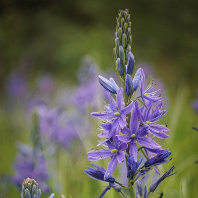 2016-04-23_camas-helios-4