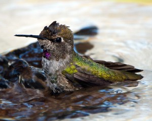 Young Male Anna's Hummingbird at Bath Time