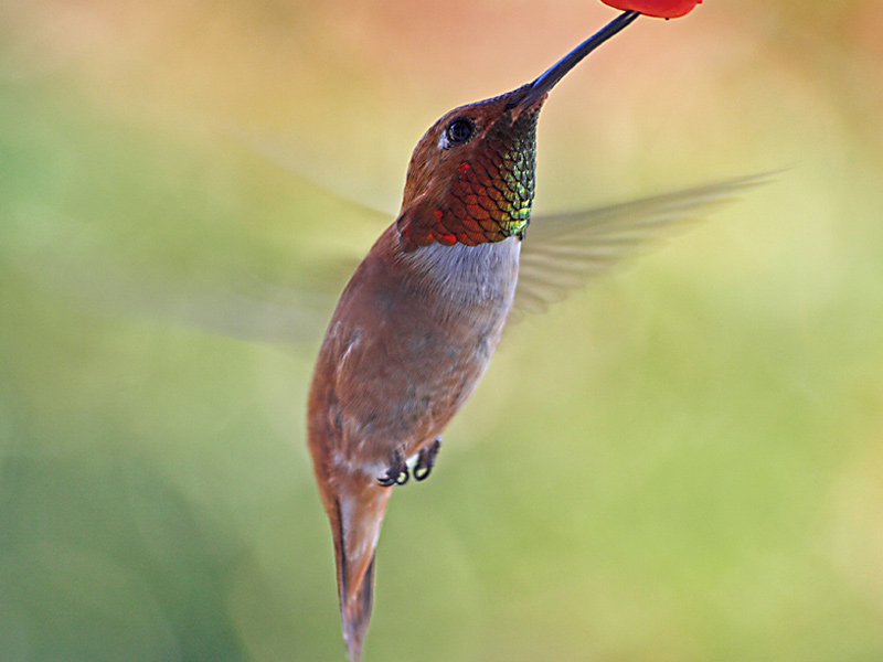 Young Rufous